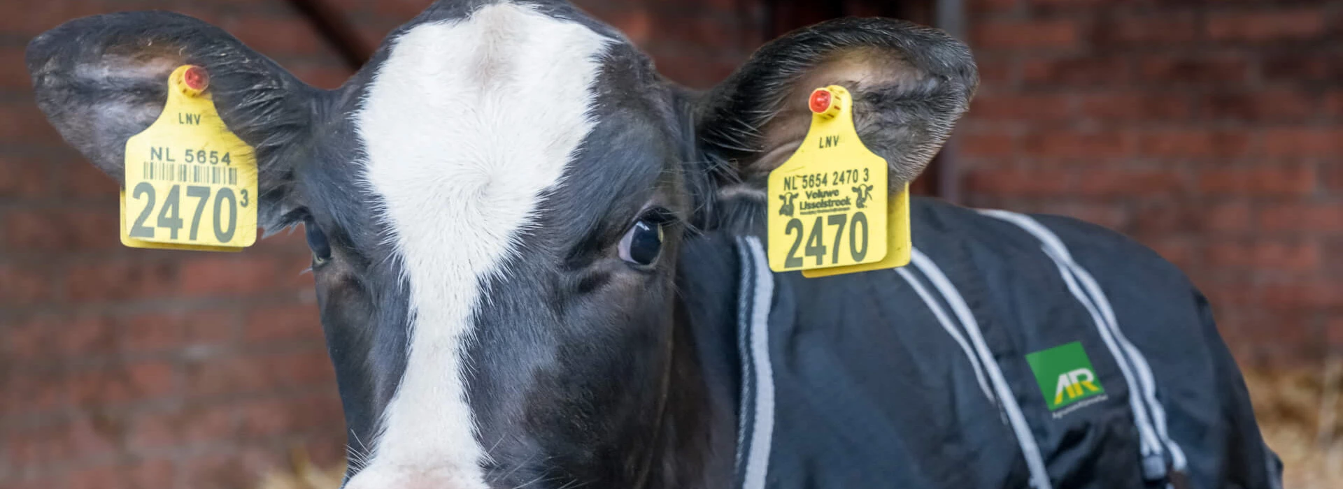 Kalfje met AR Kalverdekje