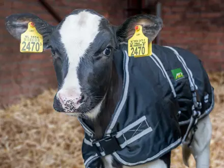 Kalfje met AR Kalverdekje