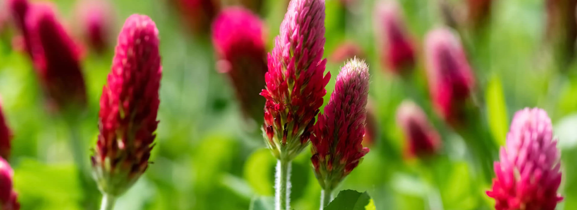 Rokali - inkarnaatklaver