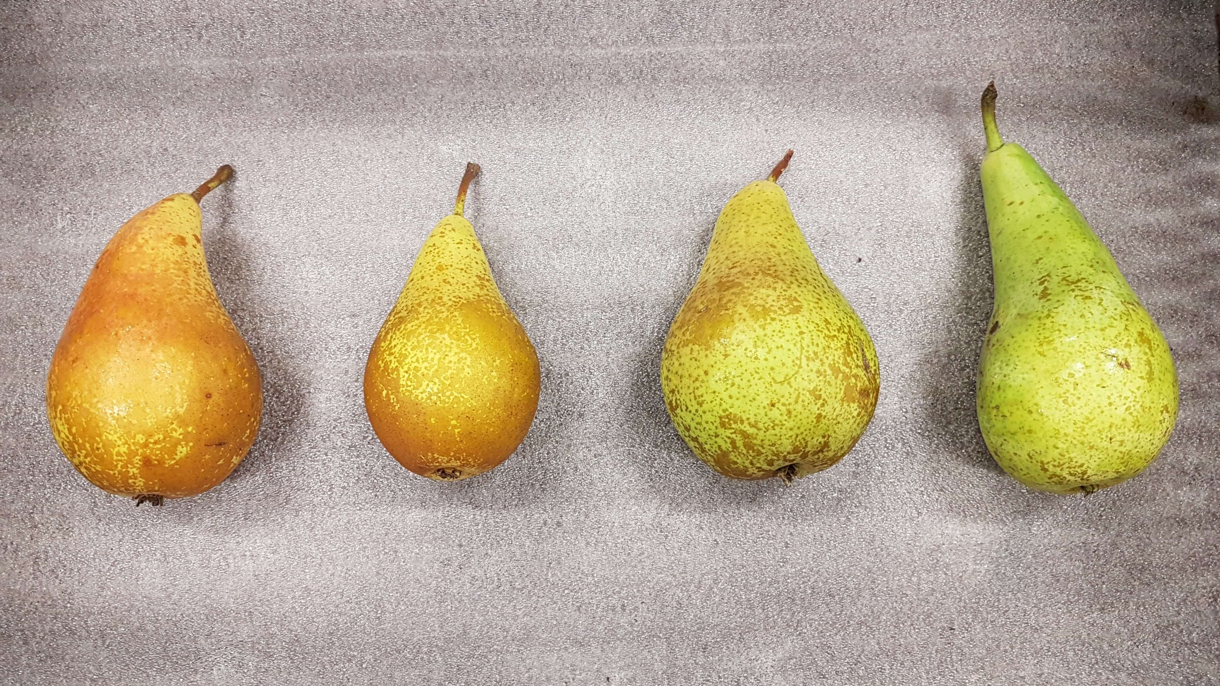 IJzergebrek bij peren