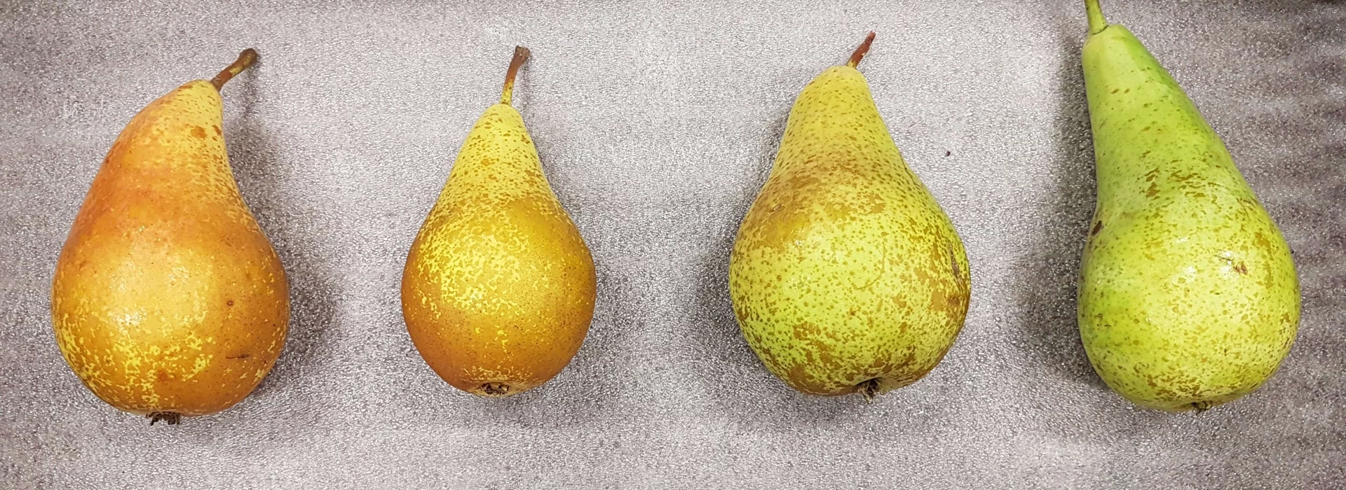 IJzergebrek bij peren