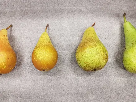 IJzergebrek bij peren