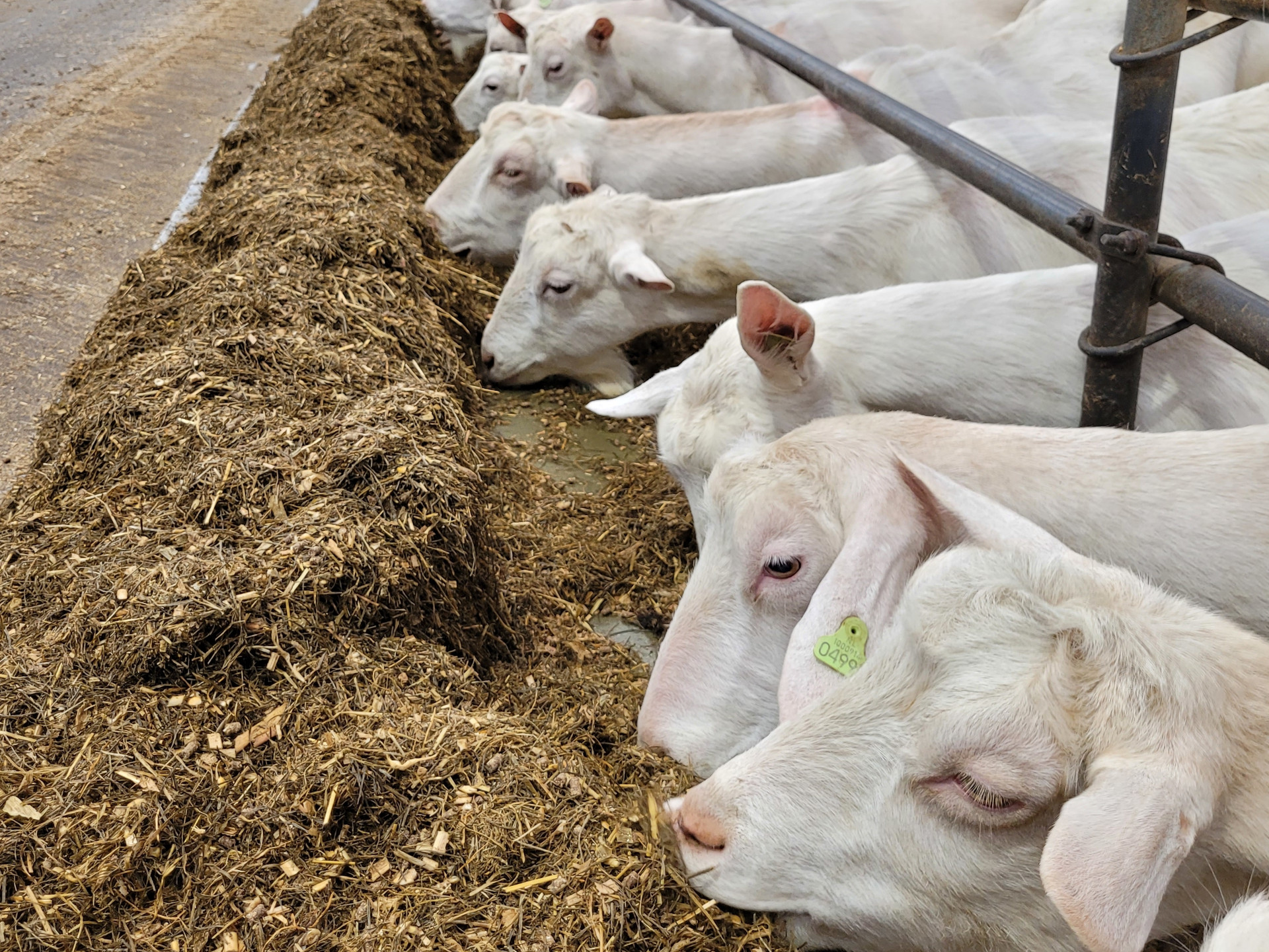 Melkgeiten aan het voerrek