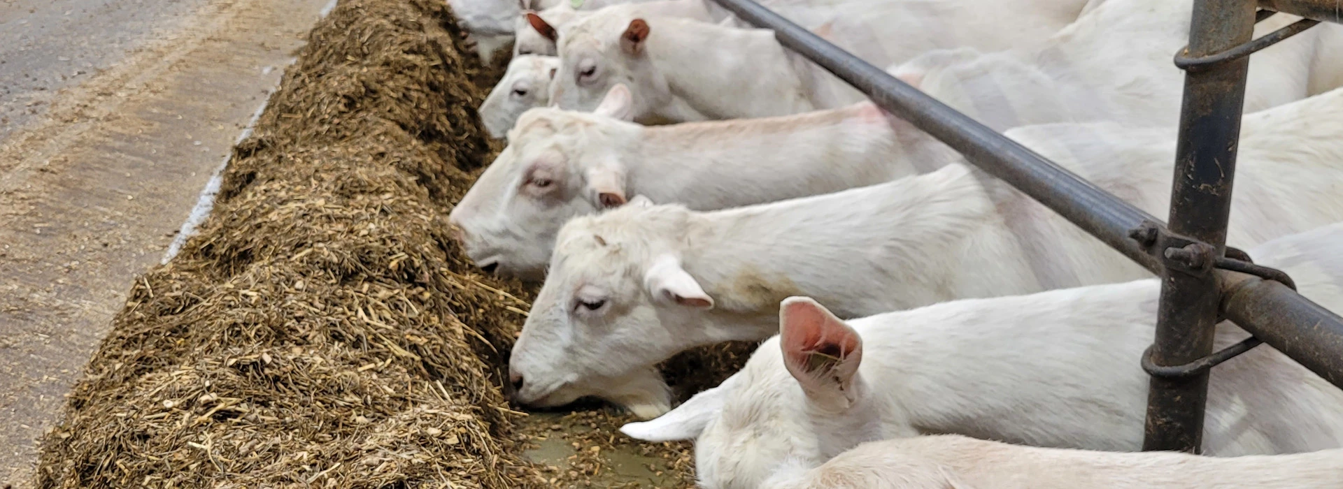 Melkgeiten aan het voerrek