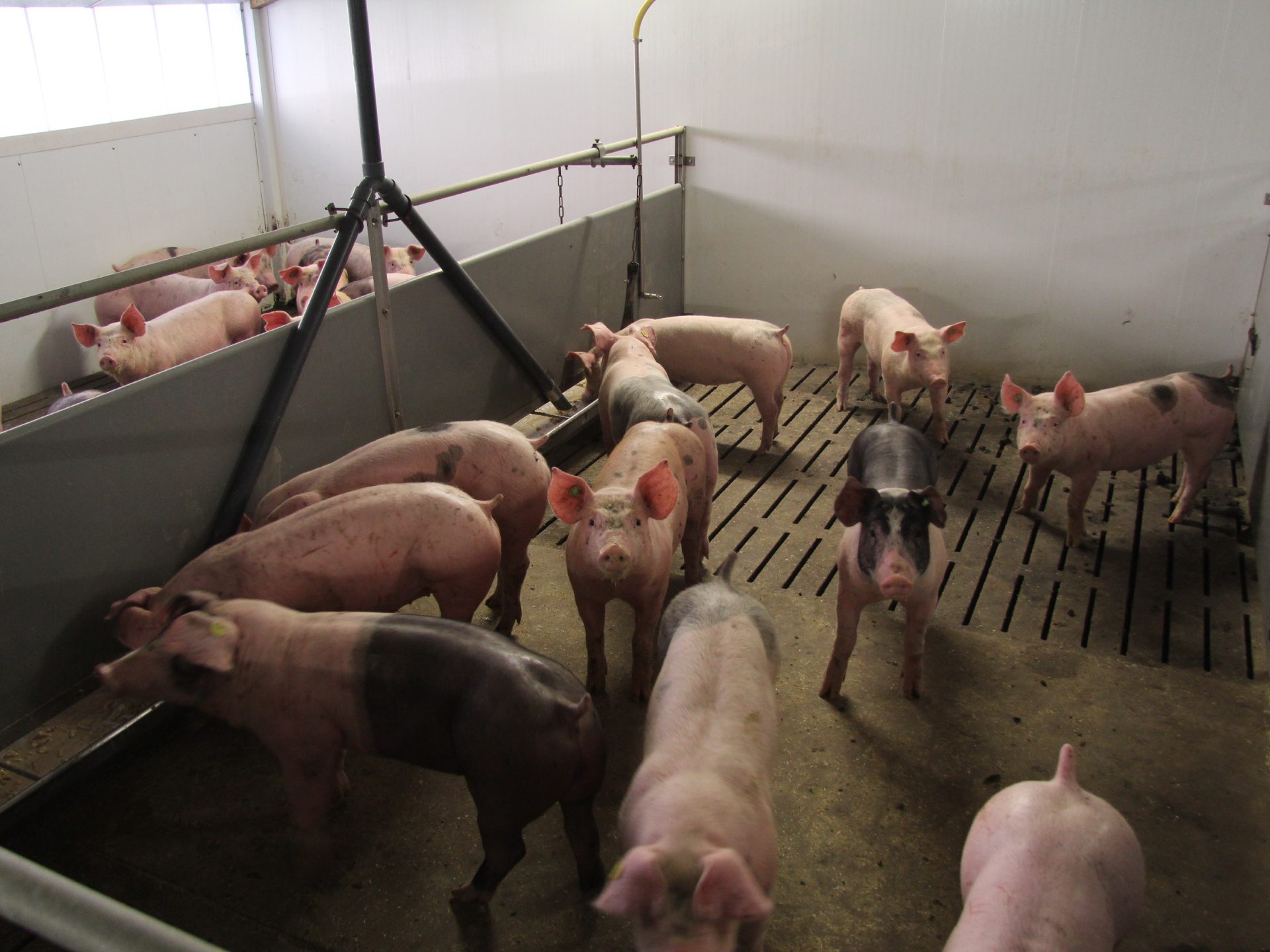 Vleesvarkens in stal