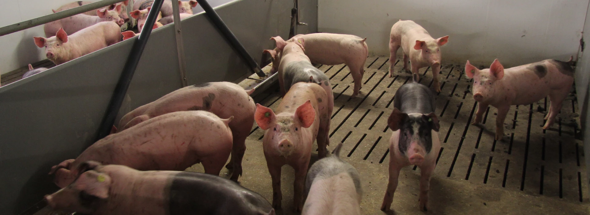 Vleesvarkens in stal