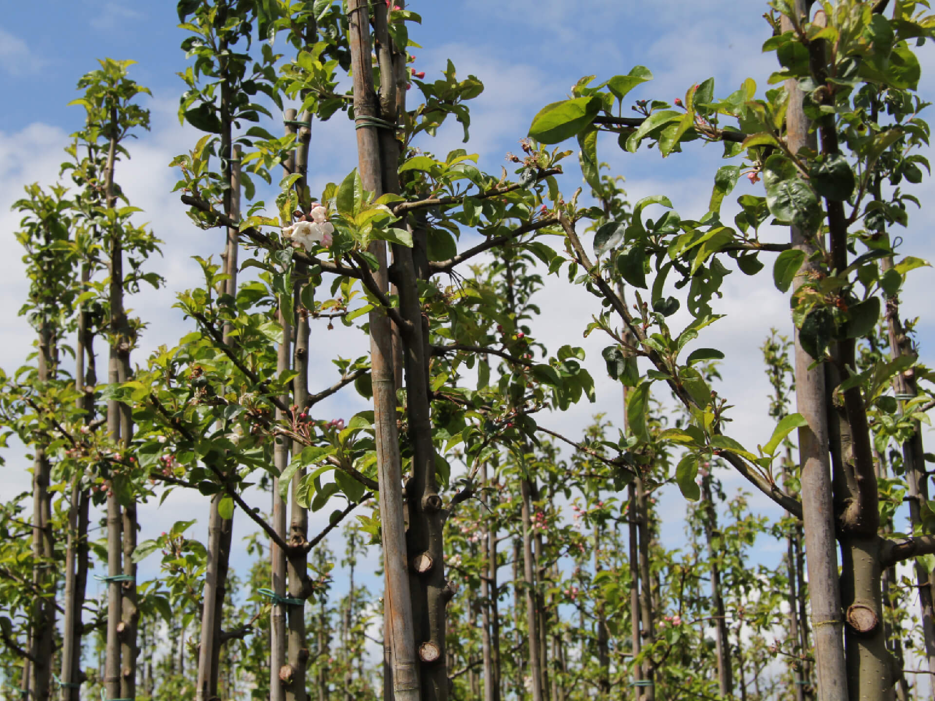 Licentiebijeenkomst boomkwekerij
