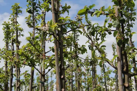Innovatiedag boomkwekerij 2026
