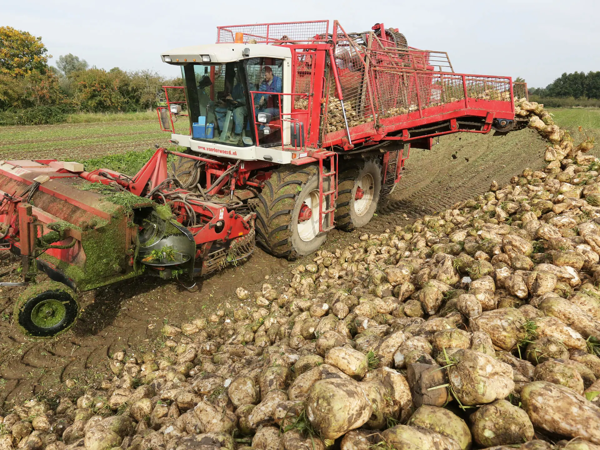Suikerbieten rooien