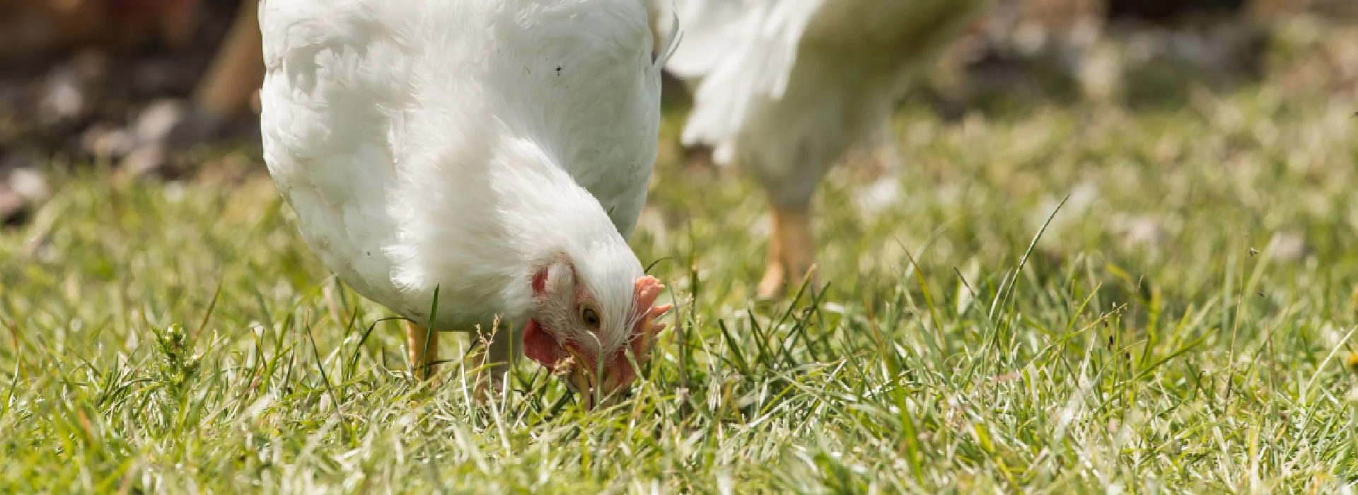 Biologische witte vleeskuikens