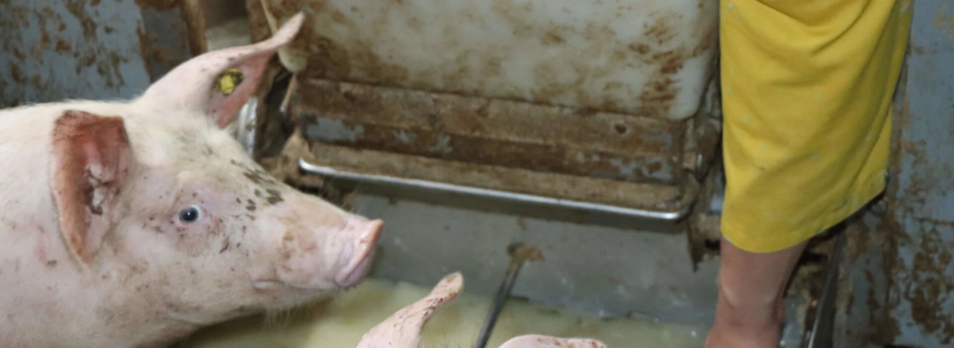 artikel Varkensbedrijf Grandia