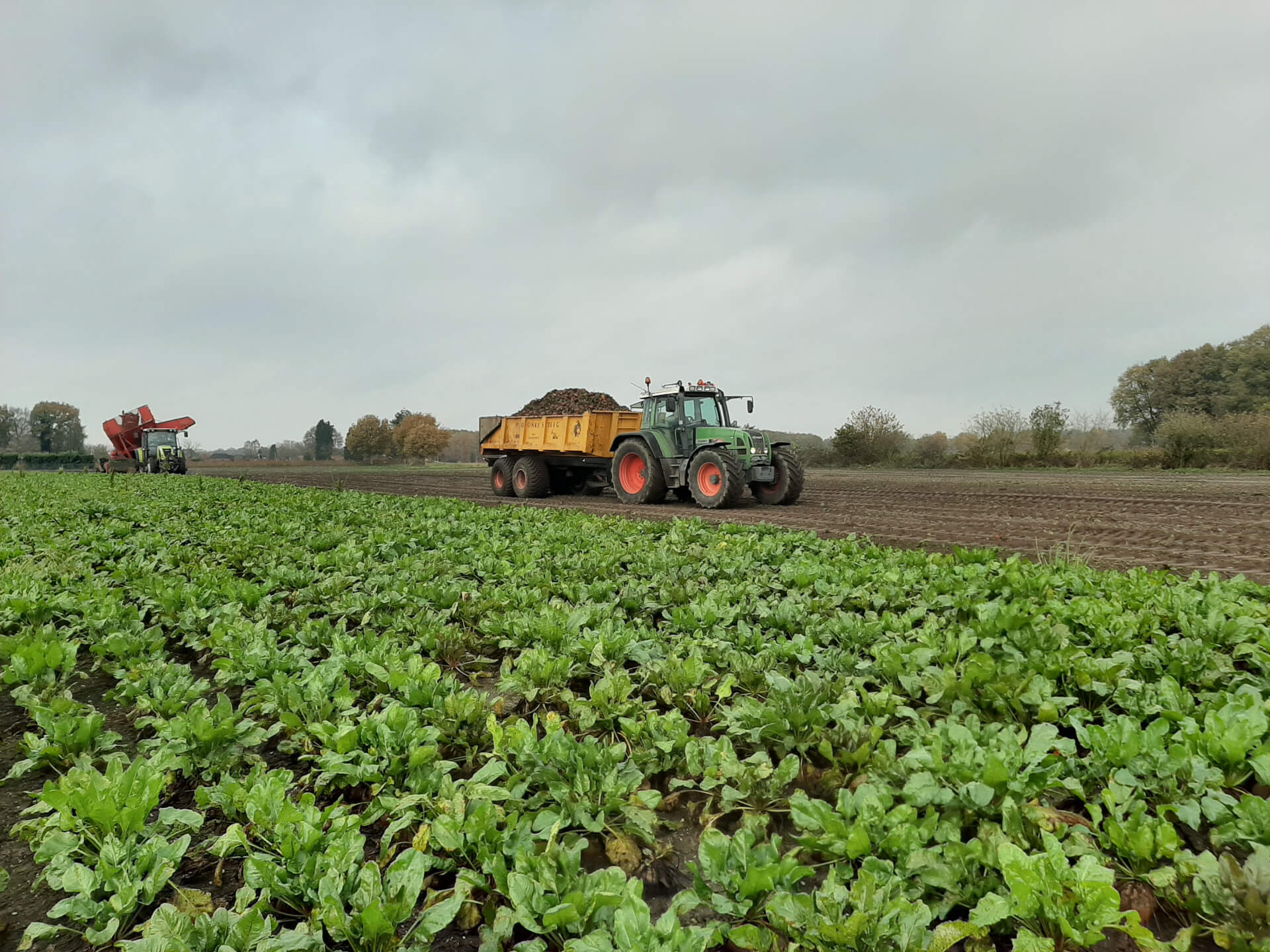 Oogst en voerstrategie