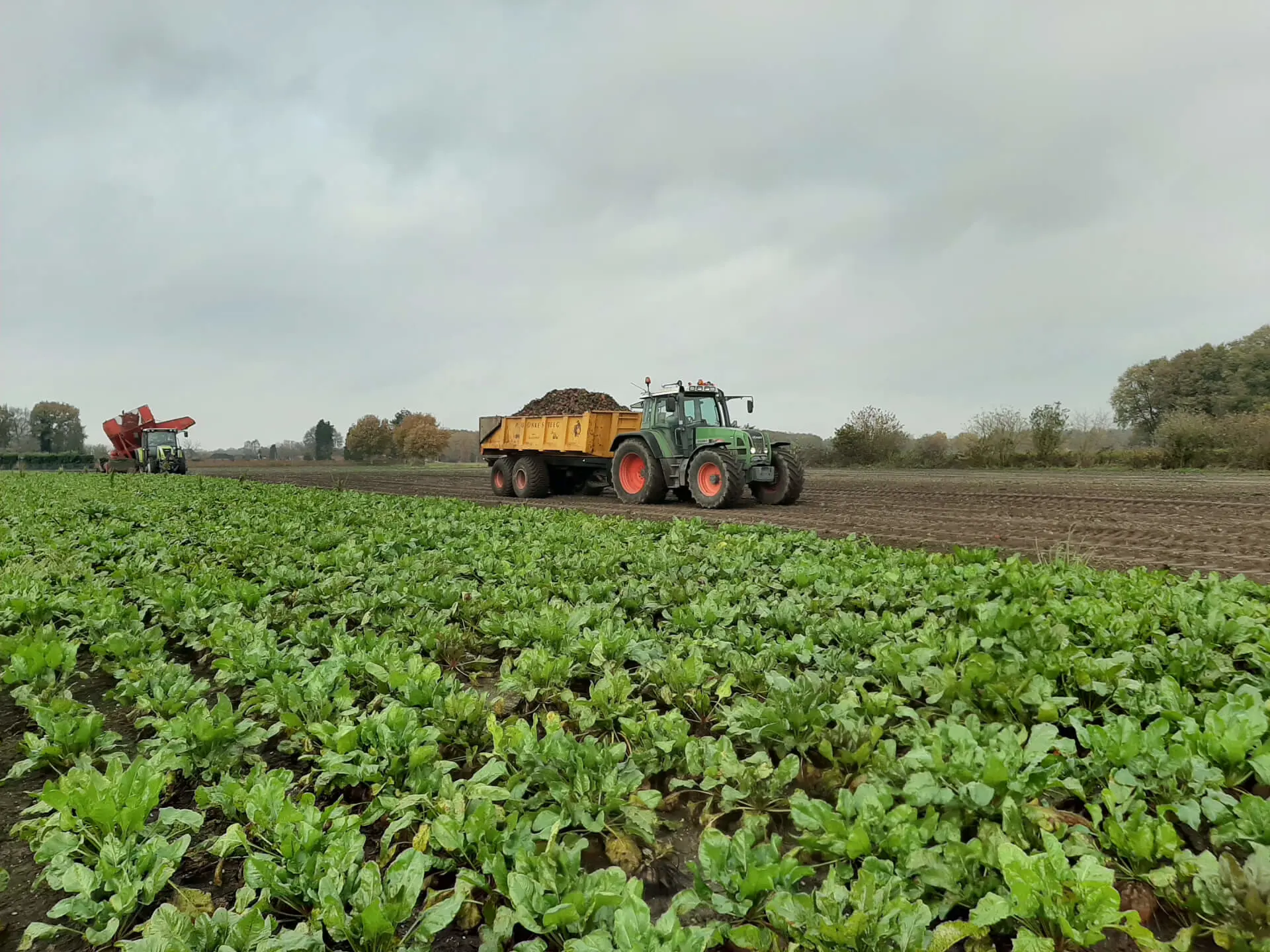 Voederbieten oogsten