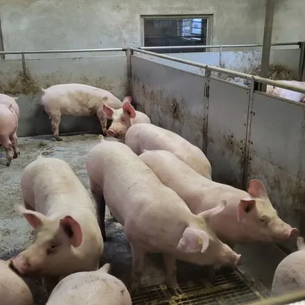 Ab van Beek varkens