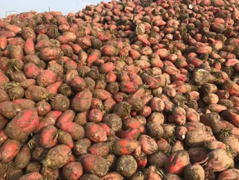 Perspectief voederbieten