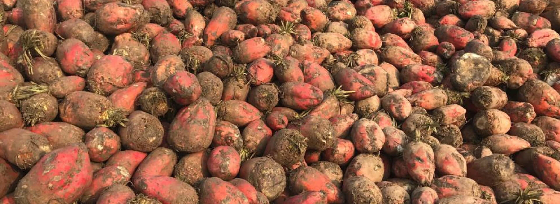 Voederbieten gerooid