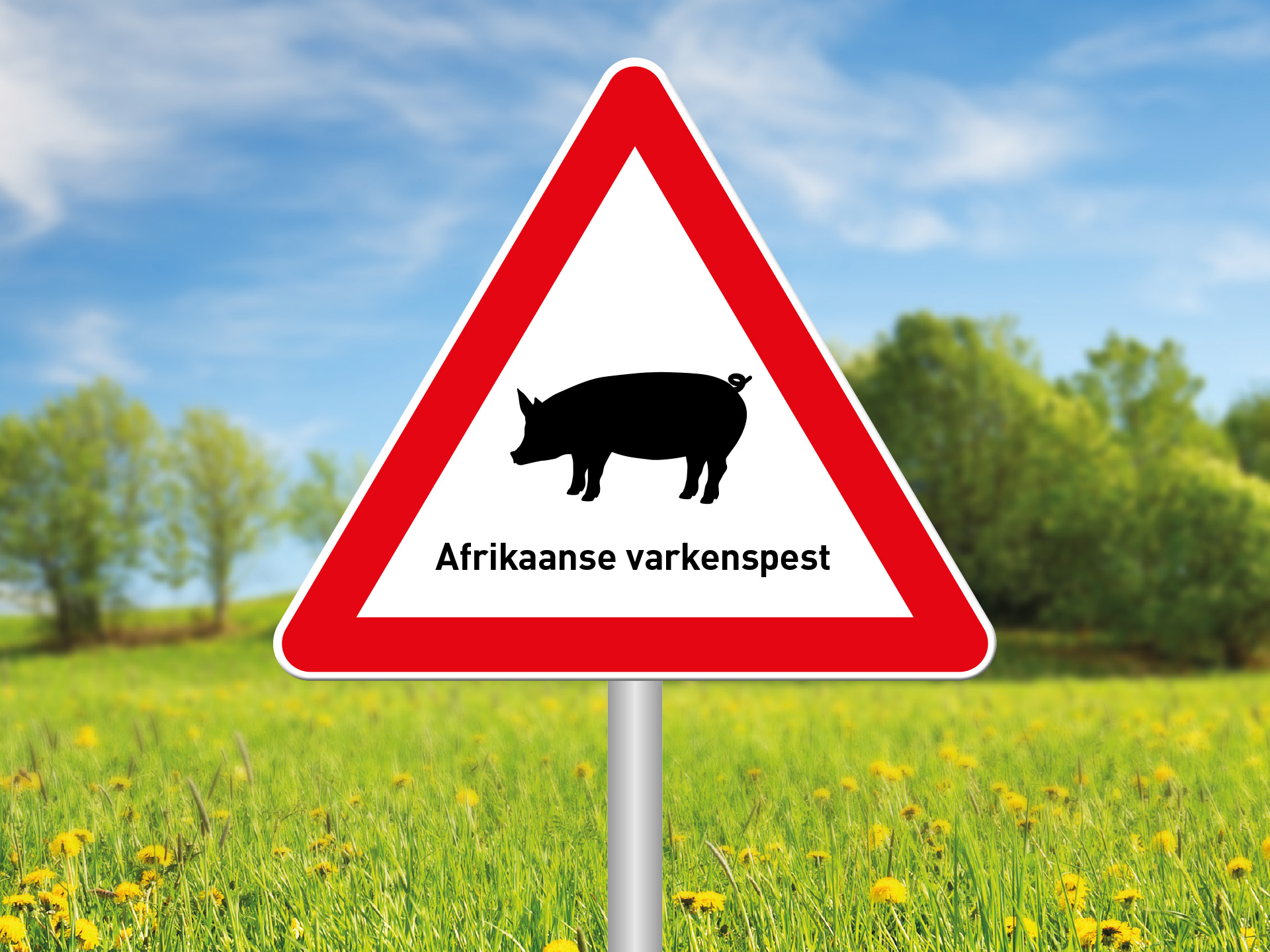  Bord  Afrikaanse varkenspest
