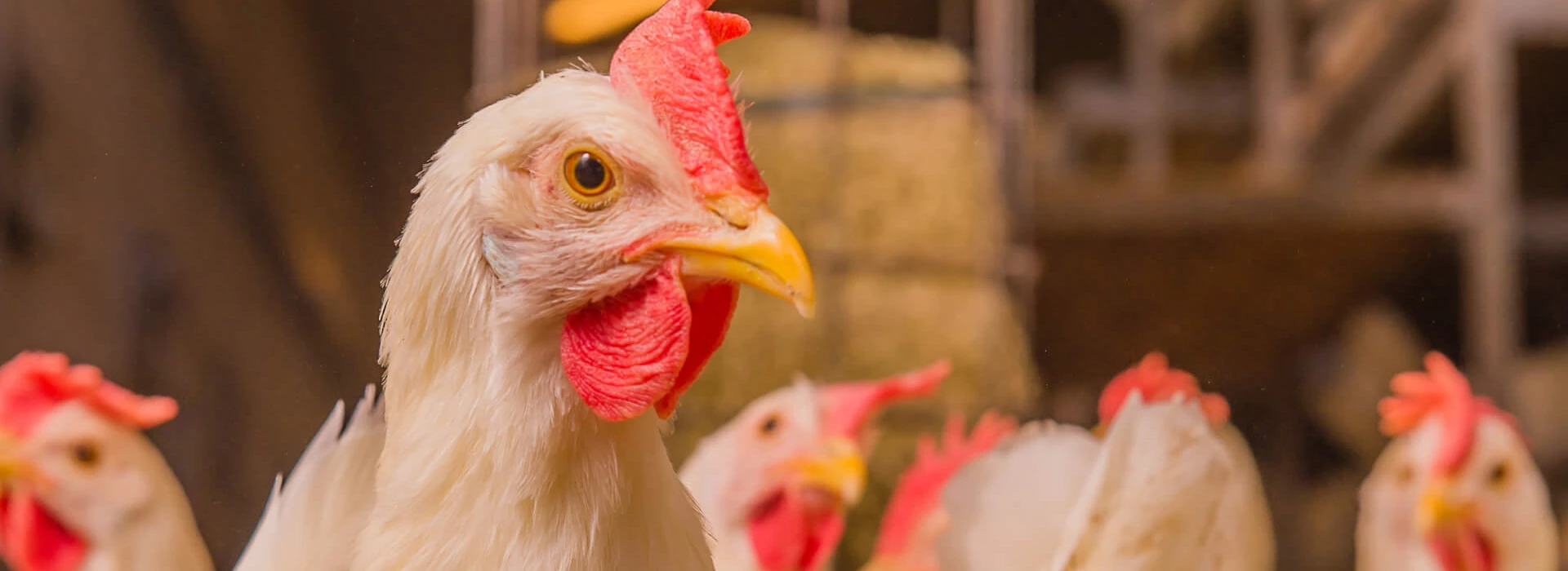 Scharrelhennen wit in stal