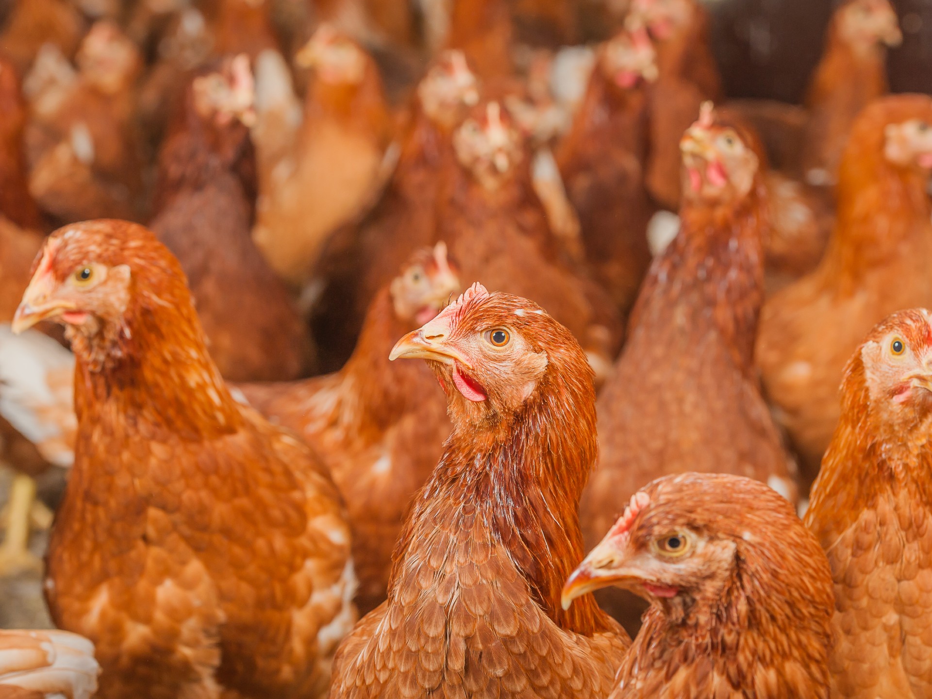 Bruine scharrelhennen in stal