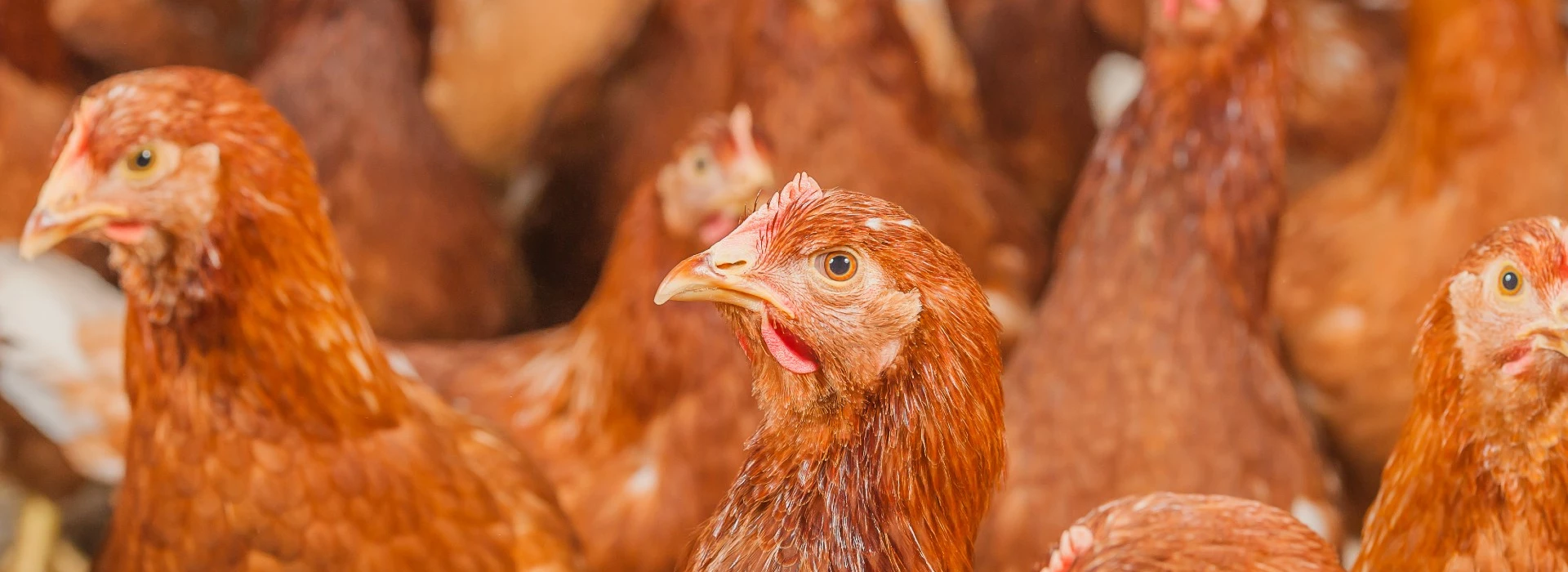 Bruine scharrelhennen in stal