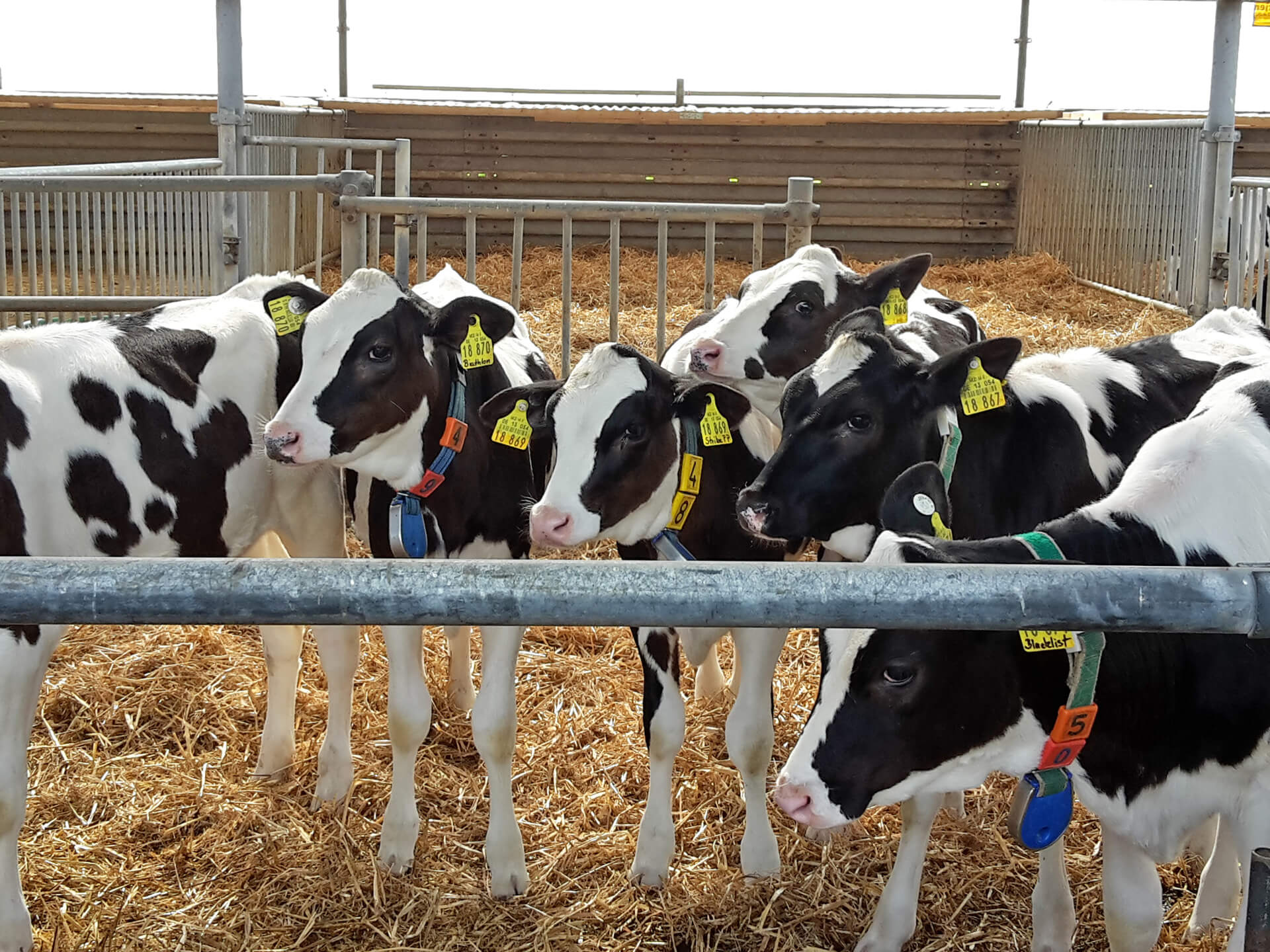 Kalfjes in stal met stro