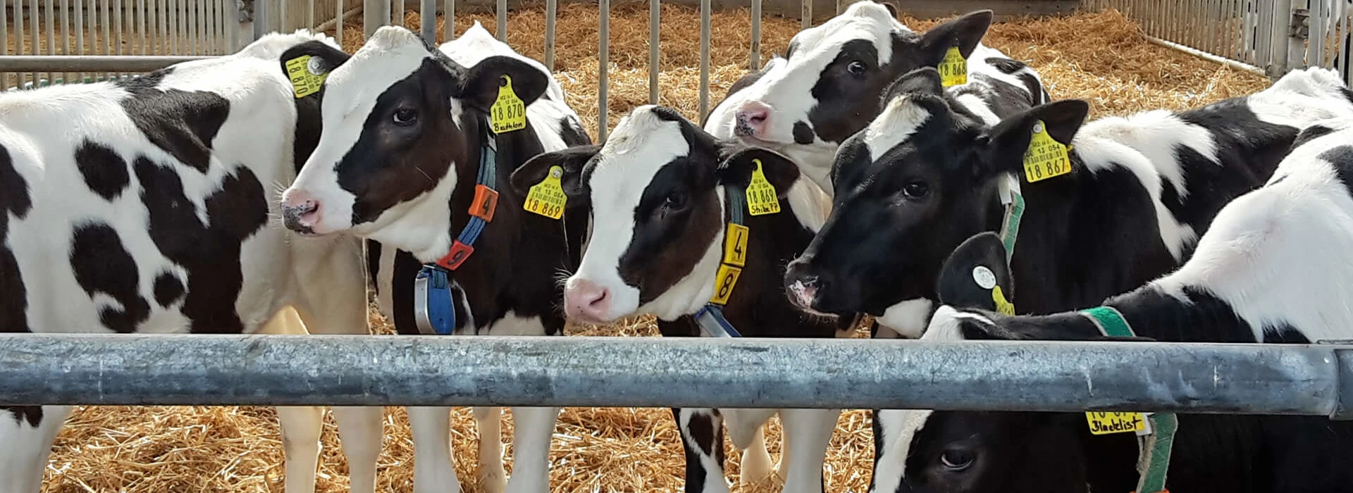 Kalfjes in stal met stro