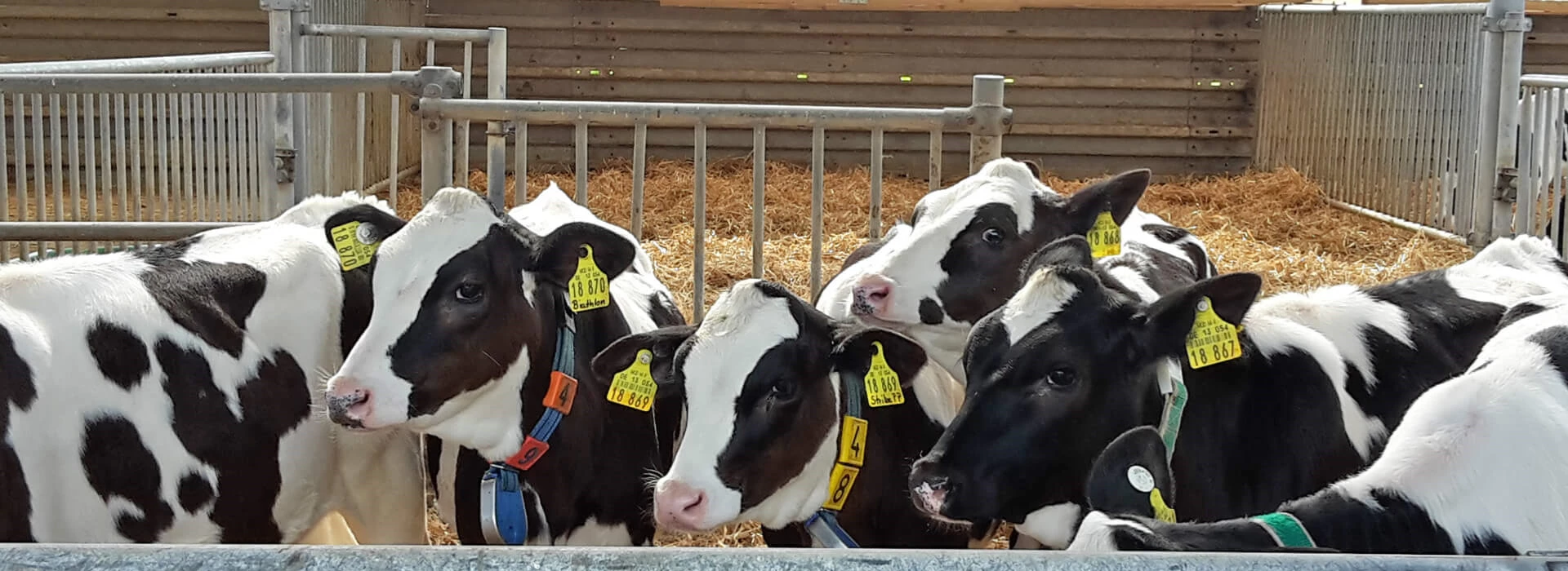 Kalfjes in stal met stro