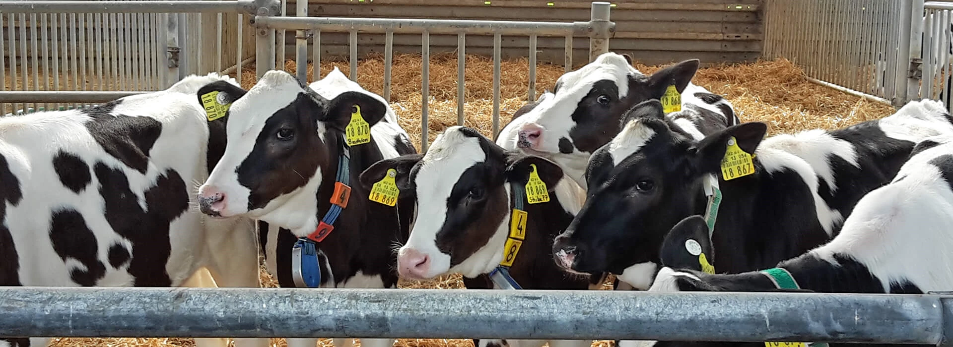 Kalfjes in stal met stro