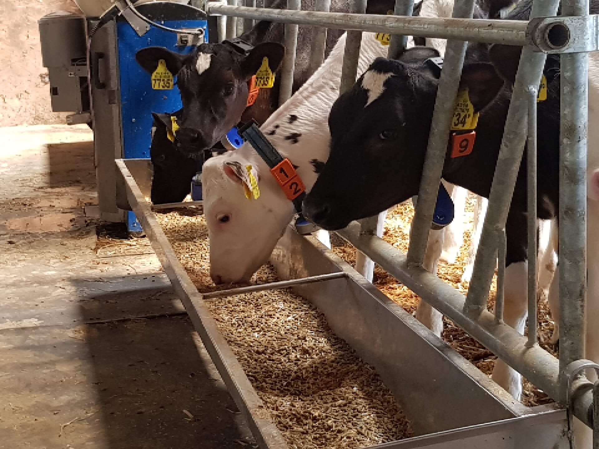 Kalfjes in stal met Kalver TMR