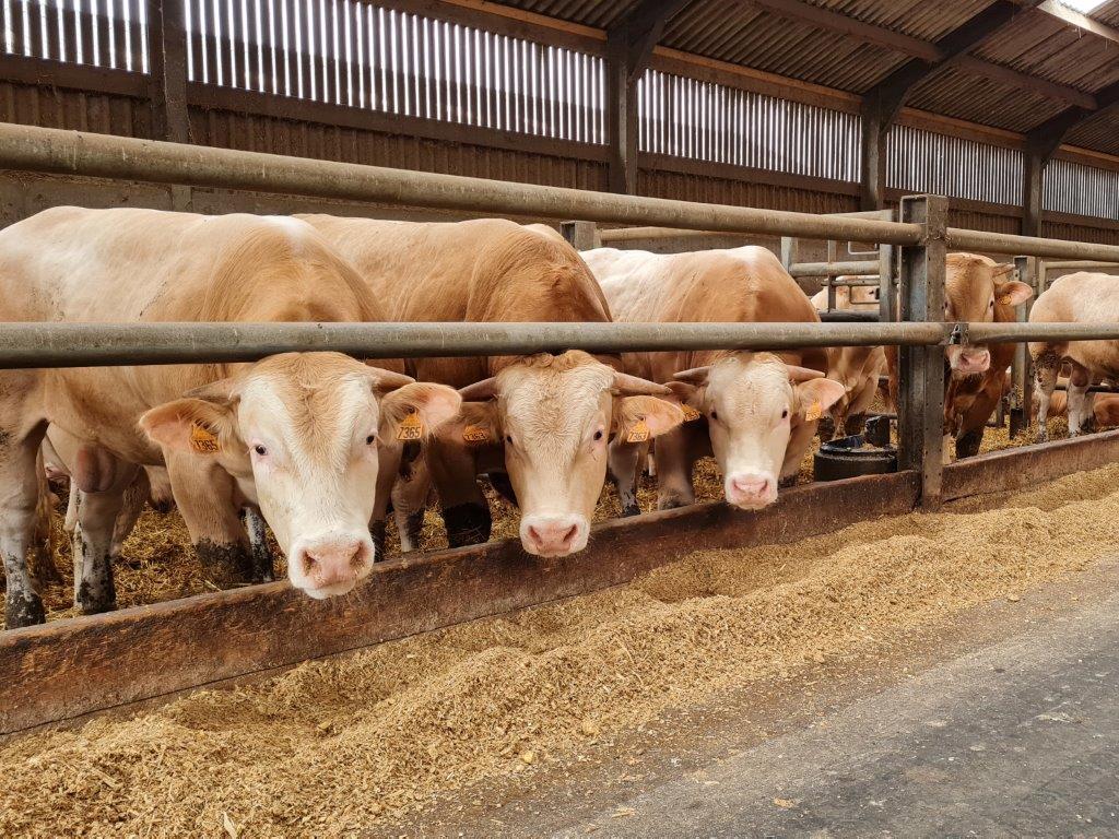 Blonde D' Aquitaine Agruniekrijnvallei Voeders