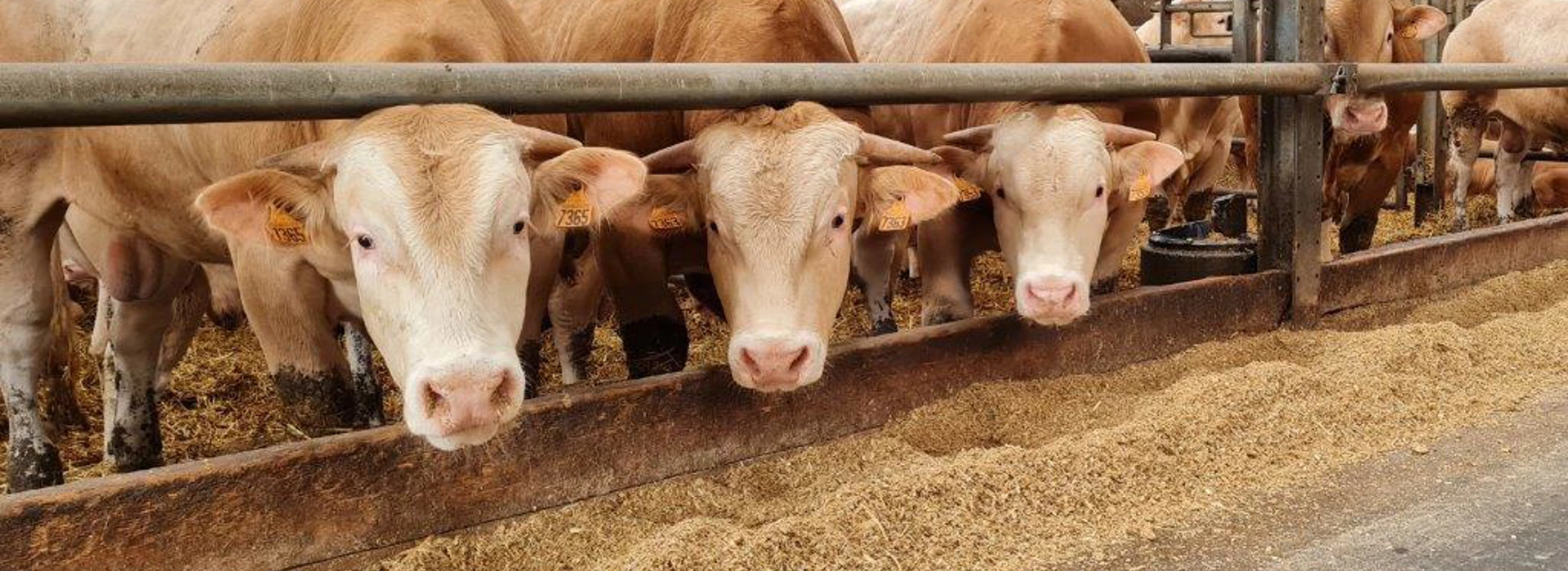 Blonde D' Aquitaine Agruniekrijnvallei Voeders