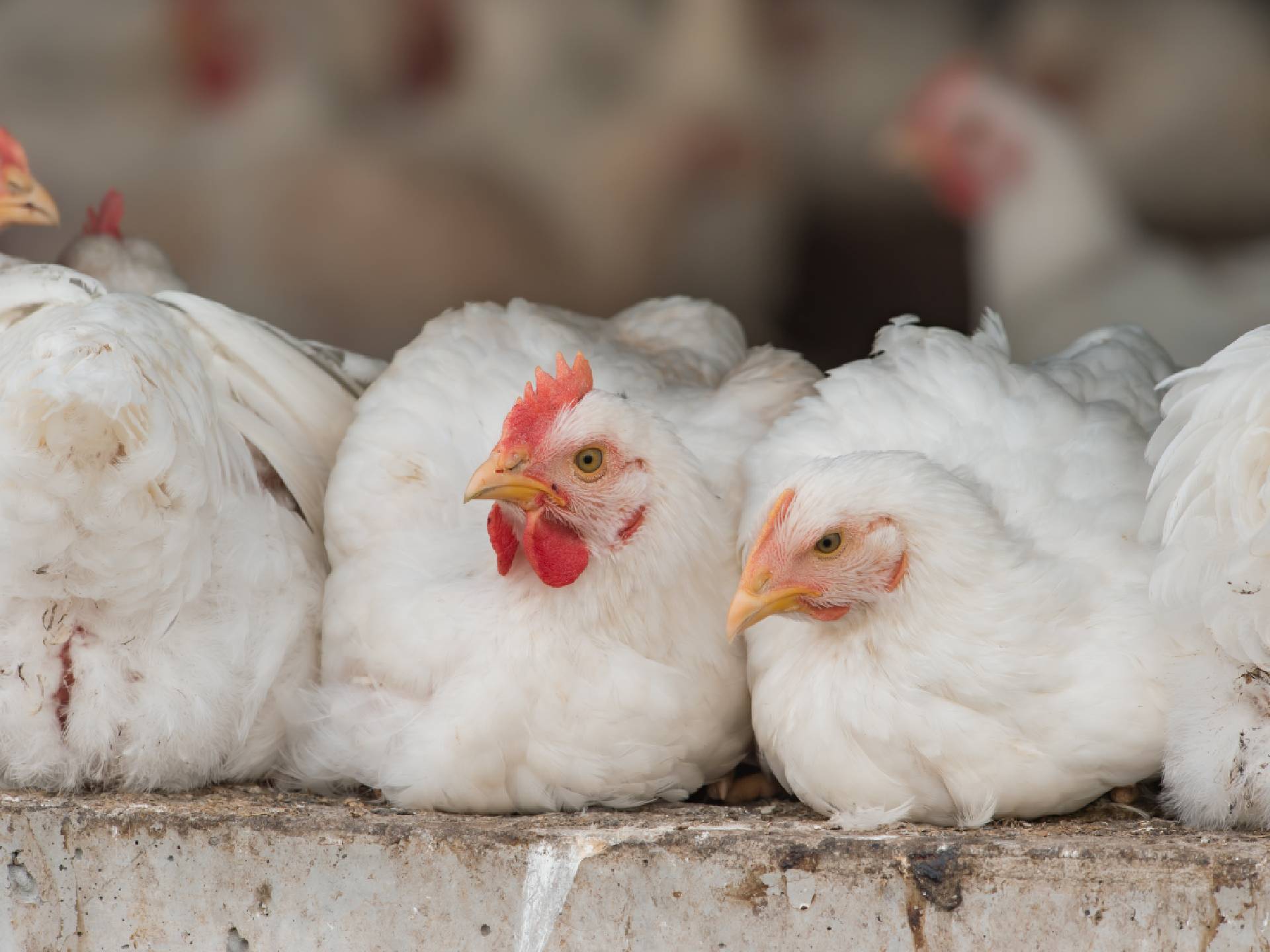 Biologische witte vleeskuikens