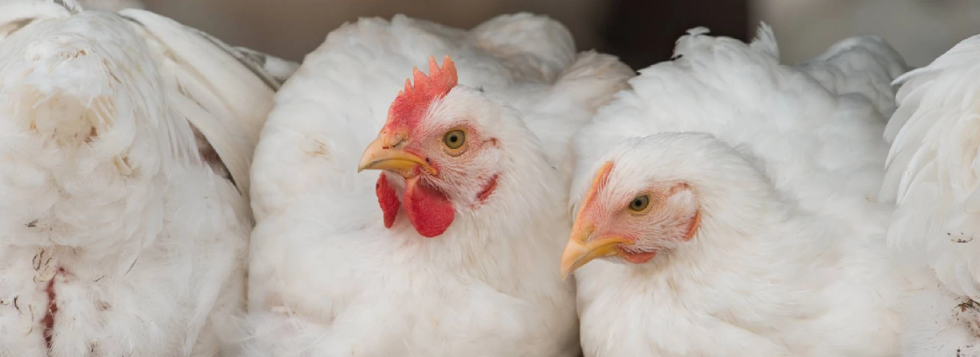 Biologische witte vleeskuikens