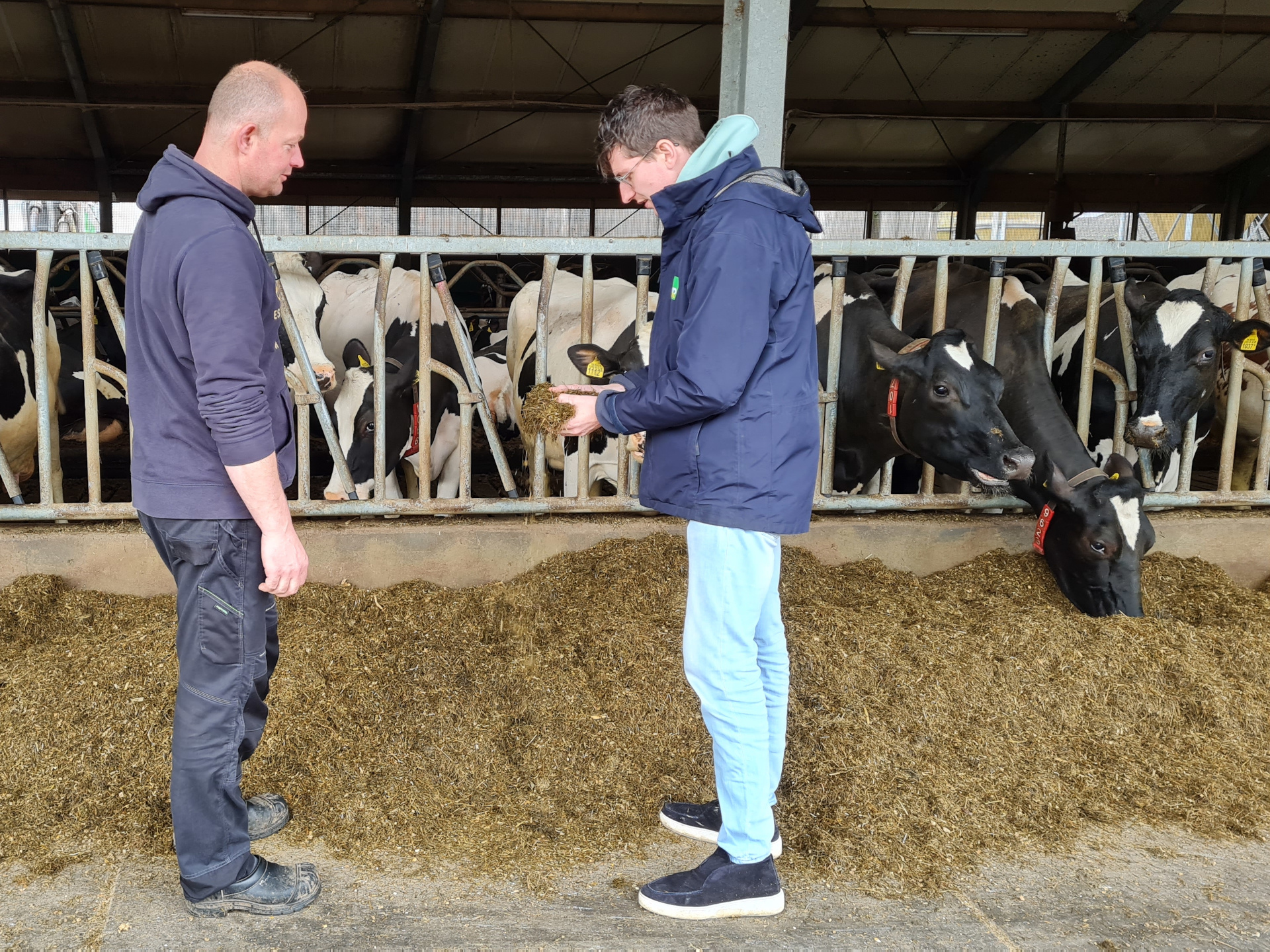 Vacature: Specialist rundveehouderij