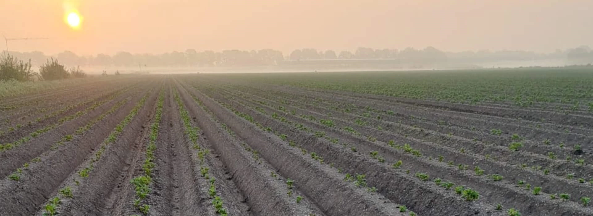 Aardappelen