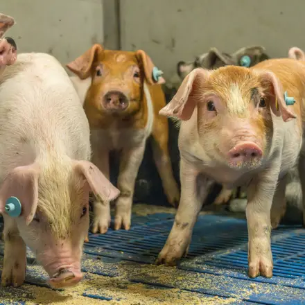 Hok met gespeende biggen met krulstaarten die CCM eten