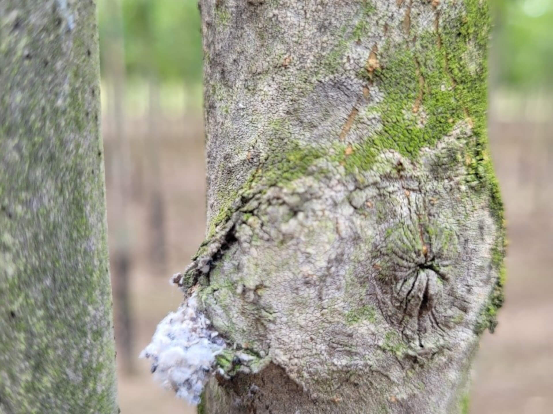 Appelbloedluis in Malus
