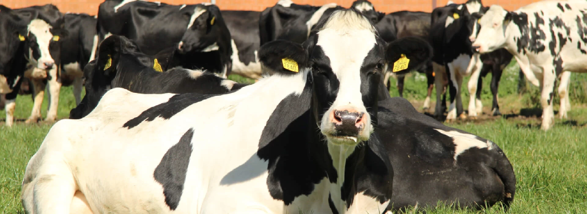 Koeien in de wei Teunis