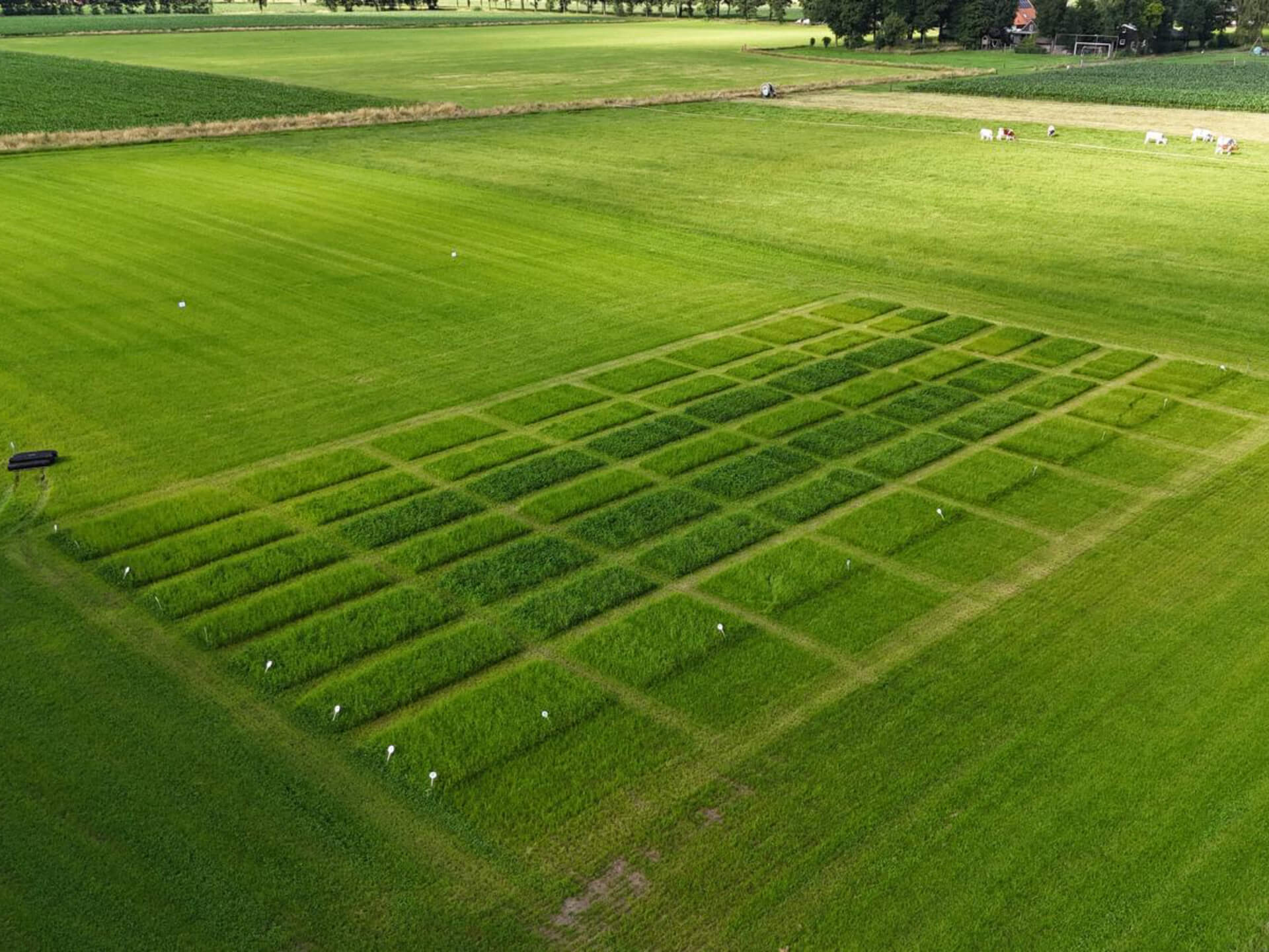 Grasdemoveld AgruniekRijnvallei - bovenaanzicht