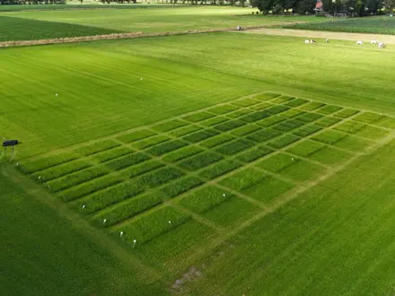 Grasdemoveld AgruniekRijnvallei - bovenaanzicht