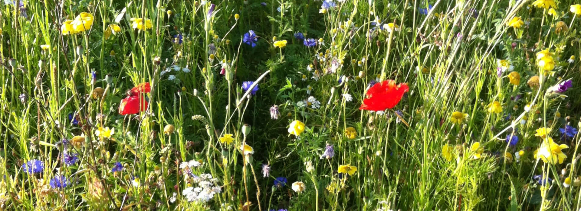 Bloemen