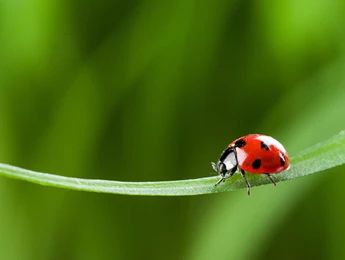 Biologische teelt