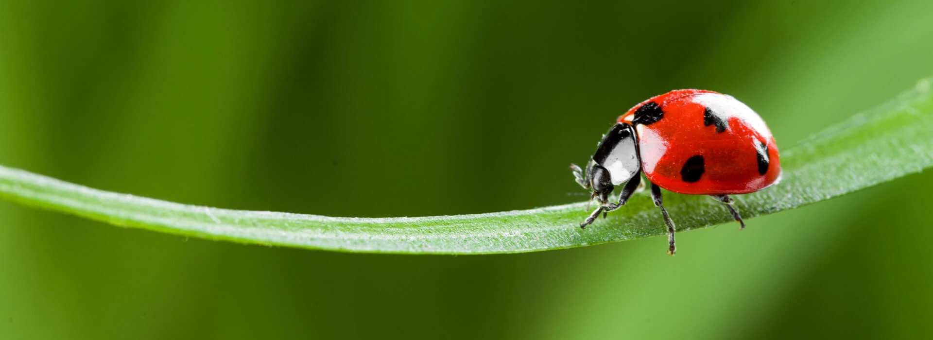 Lieveheersbeestje op grassprietje