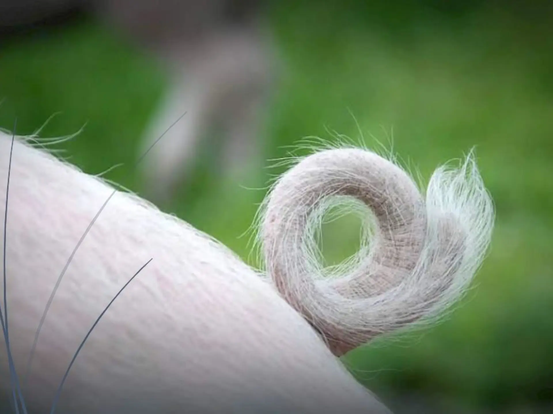Biologische Krul 
