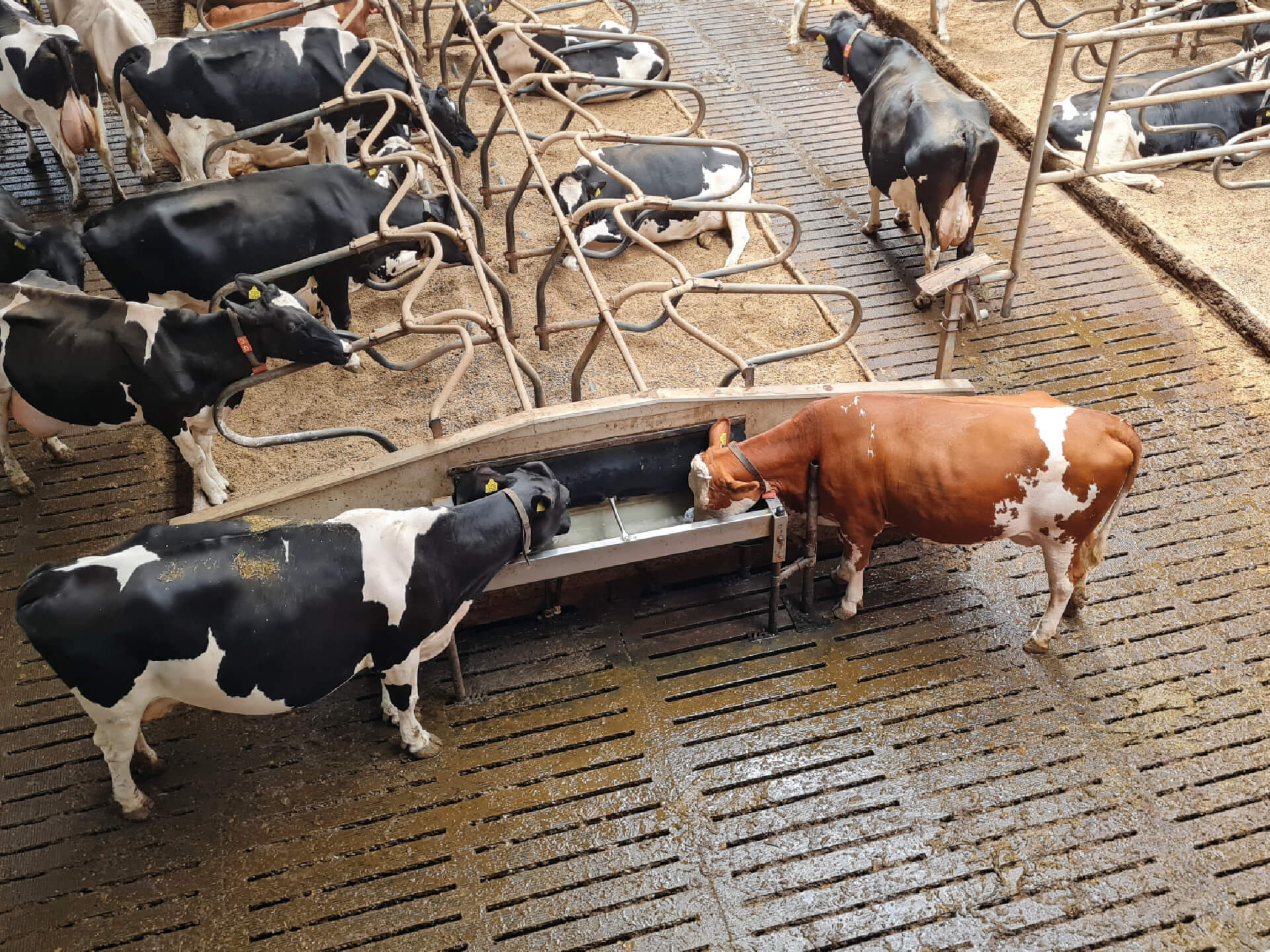 Waterkwaliteit melkkoeien op stal