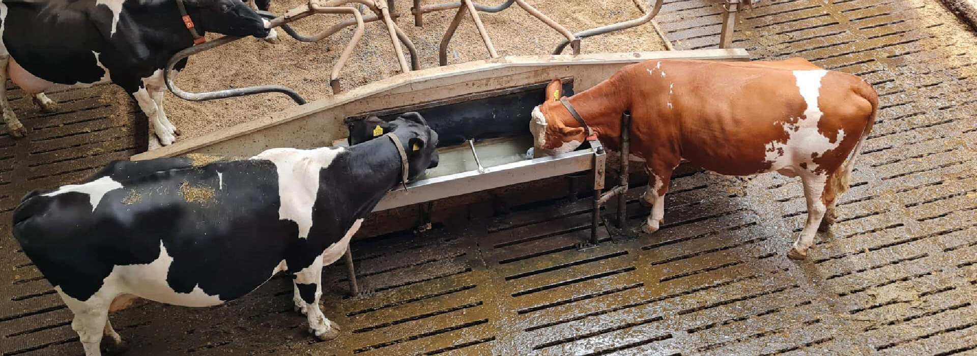Waterkwaliteit melkkoeien op stal