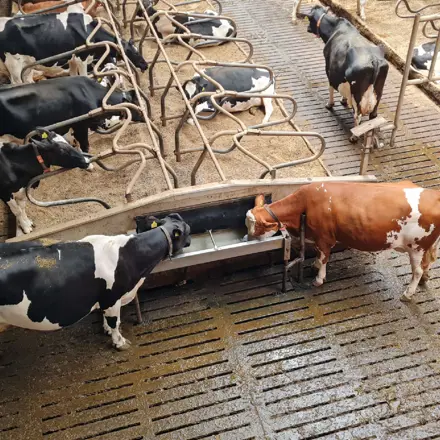 Waterkwaliteit melkkoeien op stal