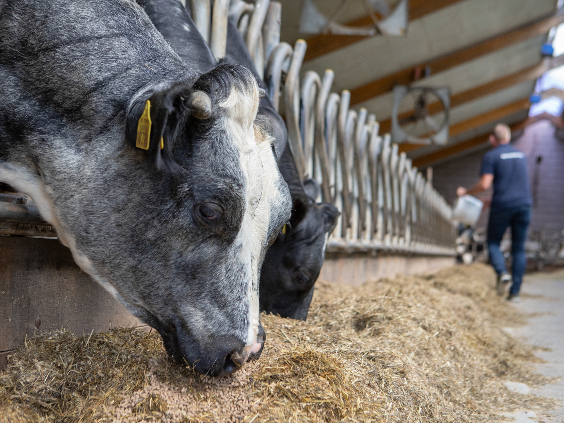 Introductiedag concept kruislingvaarzen