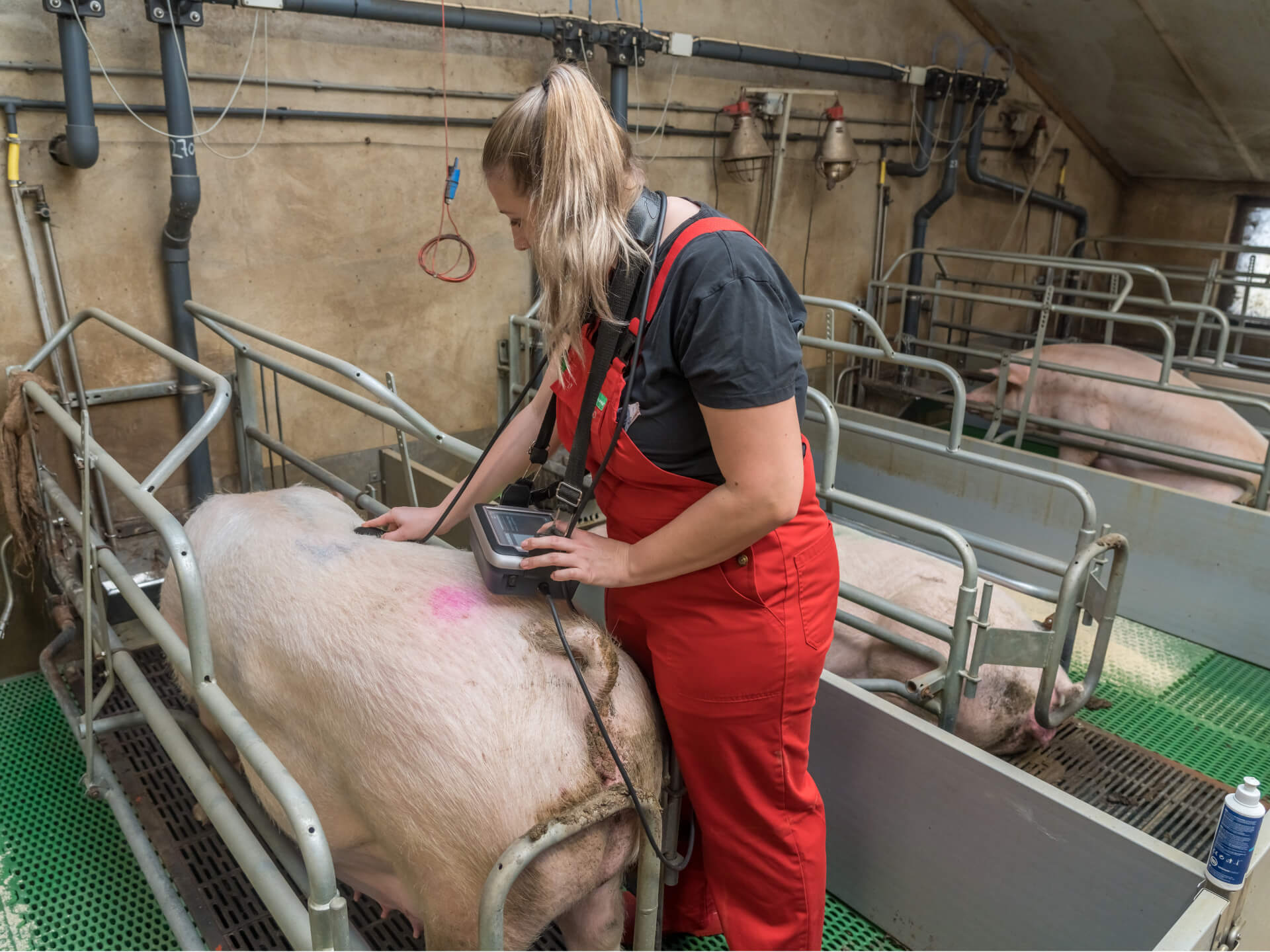 Specialist die spek en spierdikte meet bij zeugen