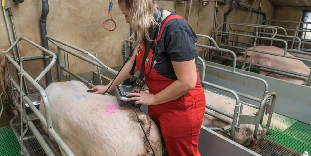 Specialist die spek en spierdikte meet bij zeugen